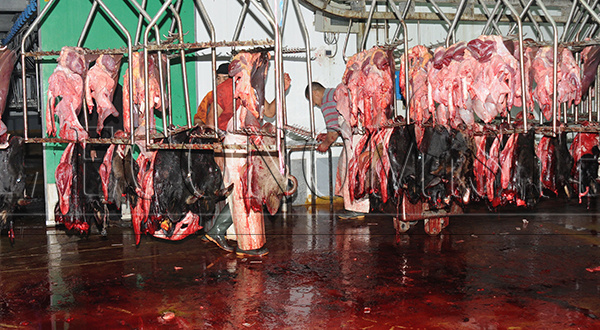 Le rapport alarmant de la Cour des comptes sur les abattoirs