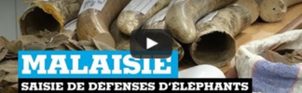 Malaisie : saisie de défenses d'éléphants et d'écailles de pangolins