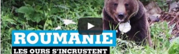 Roumanie : les ours s'incrustent