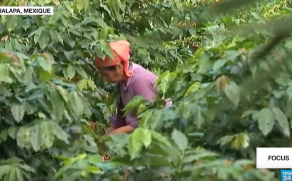 Focus : Au Mexique, les producteurs de café subissent les effets du réchauffement climatique