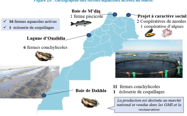 L’aquaculture marocaine en phase de décollage