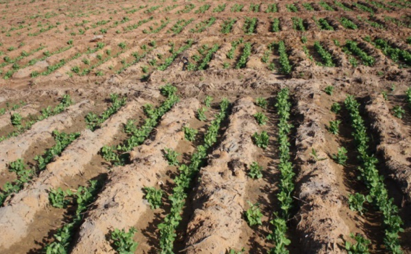 Dame Nature sourit au Maroc : Les dernières précipitations placent la campagne agricole dans des perspectives positives