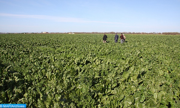 Bonnes perspectives pour la campagne agricole dans l'Oriental