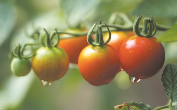 Moins d’eau pour la même quantité de tomates ? C’est possible