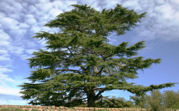 Le cèdre de l’Atlas, remède miracle pour forêts improductives et dégradées