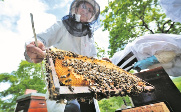 Des araignées salvatrices pour l’apiculture