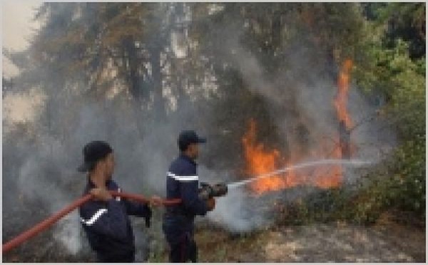 Essaouira : 60 hectares du domaine forestier partis en fumée