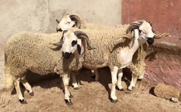 Penser au mouton de l’Aïd en plein Ramadan