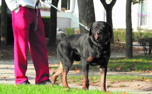 Certaines races canines trop dangereuses pour servir d’animaux de compagnie