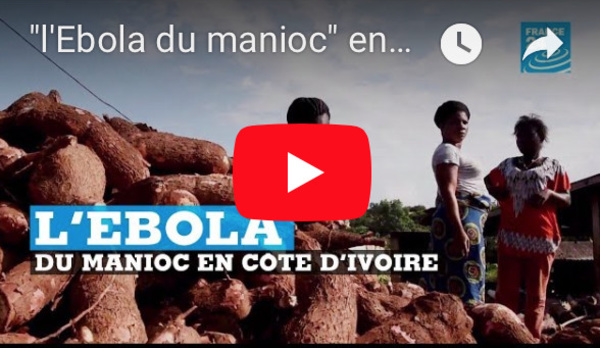 "l'Ebola du manioc" en Côte d'Ivoire