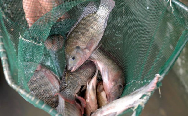 La production mondiale de poisson continuera d’augmenter au cours de la prochaine décennie