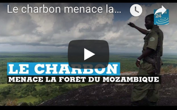 Le charbon menace la forêt au Mozambique