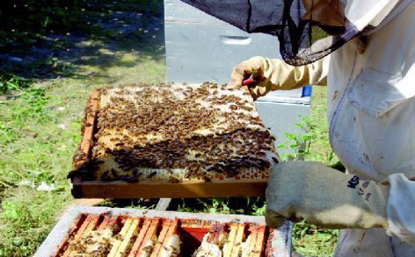 Une semaine d’apiculture organisée par la Direction provinciale de l’agriculture : Mogador exalte ses produits du terroir