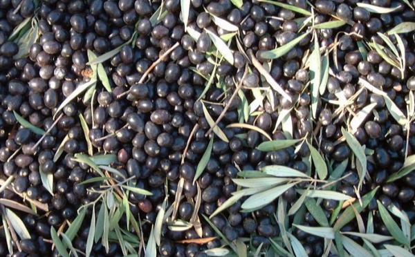 Projet d’agrégation oléicole à Khénifra  : Pour une valorisation de la production de l’olivier
