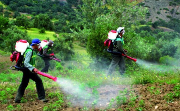 Régression de la production du cannabis au Maroc : Challenge réussi en 2010