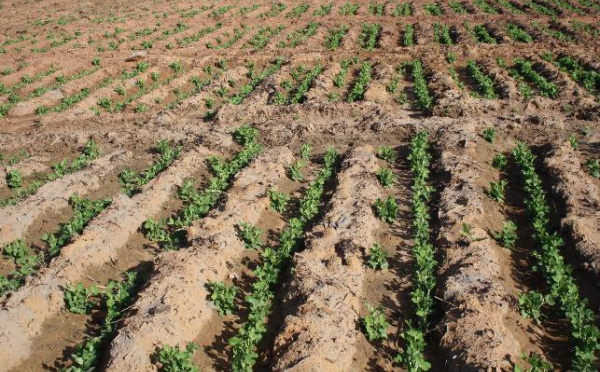 Le CAM lance une opération de réhabilitation financière  : Le Crédit agricole fait une fleur aux agriculteurs