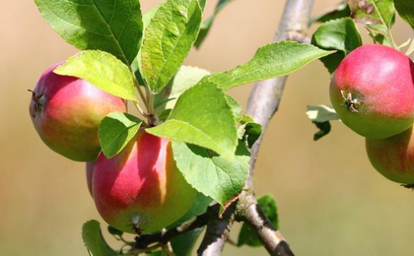 Immouzer Kandar : Festival des pommes
