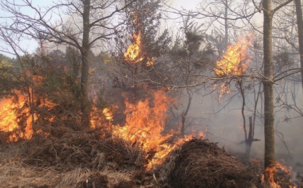 Seule une coopération intensive diminuera les risques d’incendies : 3000 hectares de forêts partent annuellement en fumée au Maroc