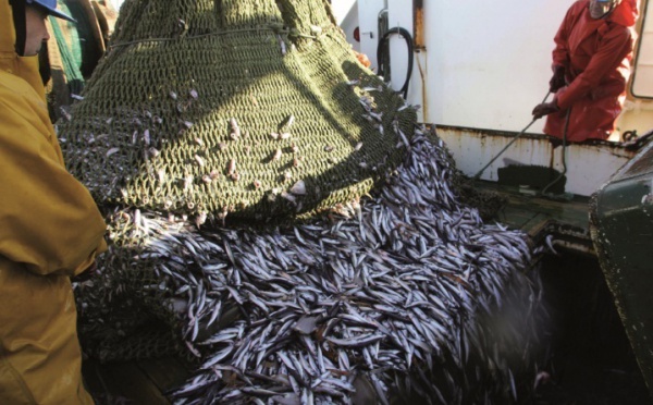 Les pêcheurs européens sommés de lever l’ancre Le Maroc naviguera sans l’Union européenne