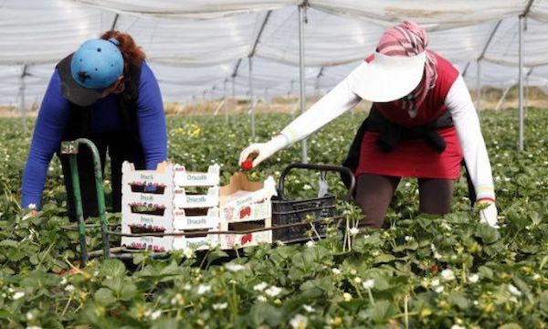 ​L’insoutenable quotidien des  saisonnières marocaines en Espagne