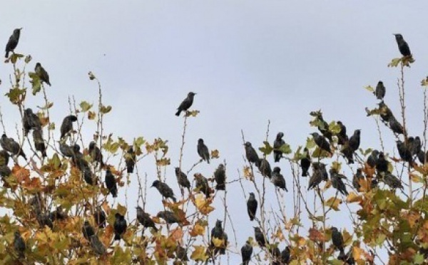 Oiseaux, papillons et flore alpine rattrapés par le réchauffement en Europe