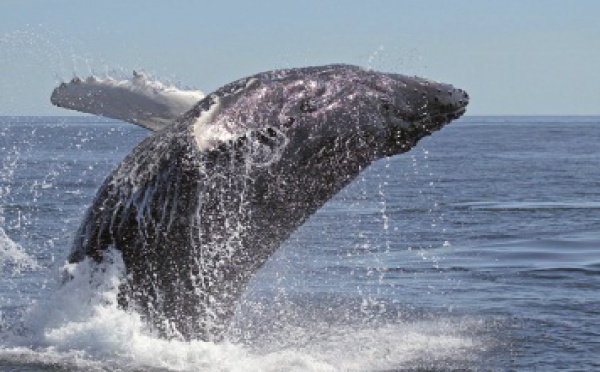 Acheter des baleines pour les sauver