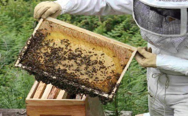 Région de Doukkala-Abda : L’apiculture promise à un bel avenir