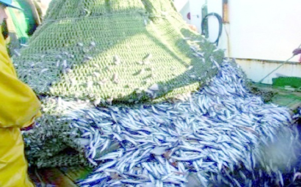 Laâyoune : Les industriels de la pêche se retirent de l'UNICOP et fondent leur propre association