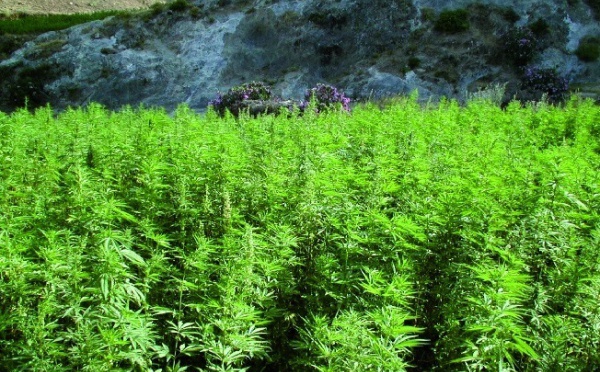 La résine commence à perdre une part de marché au profit de l'herbe cultivée : Le Maroc, premier pourvoyeur de cannabis vers l'Europe