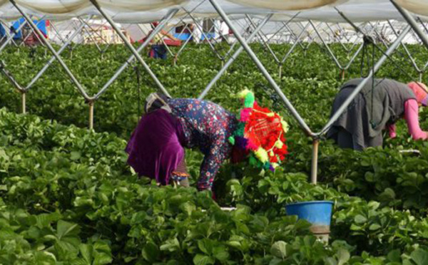 7000 saisonnières marocaines bloquées à Huelva début  juin