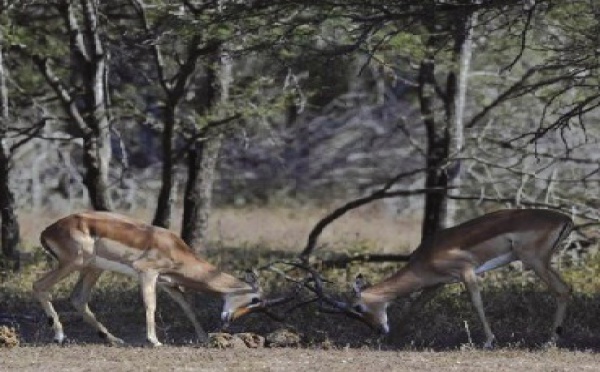 Malgré les critiques, l'Afrique du Sud veut miser sur la chasse