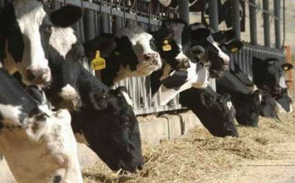 Khénifra : 137.000 quintaux d’aliments pour bétail mis à la disposition des éleveurs