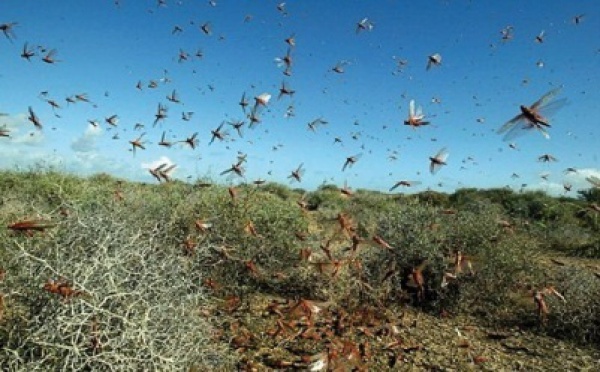 Des essaims de criquets pèlerins dans la zone frontalière avec la Mauritanie