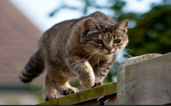 Il veut éradiquer les chats pour sauver les oiseaux