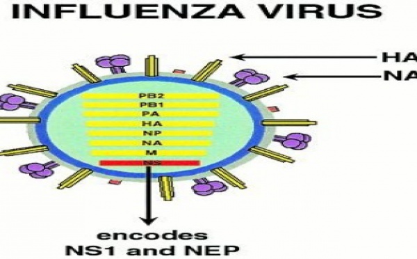 Plusieurs cas de grippe AH1N1 à Dakhla