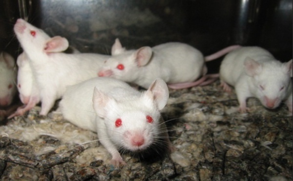 La souris ne serait pas un si bon modèle pour la recherche médicale