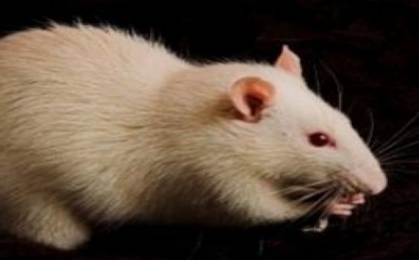 Des rats acquièrent un sixième sens grâce à un implant cérébral