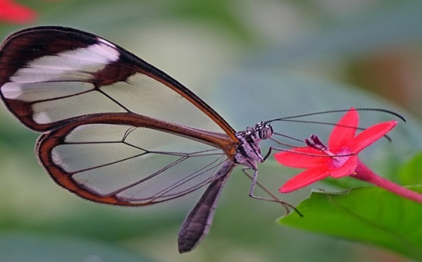 Découvrez le Greta Oto, l’incroyable papillon qui possède des ailes transparentes