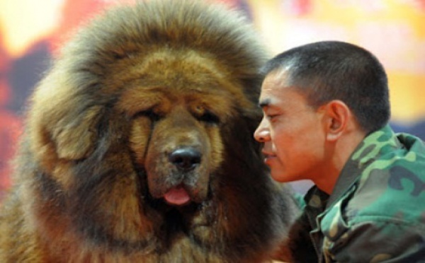 Mastiffs du Tibet, le nouveau chien de luxe chinois