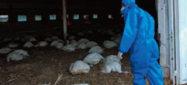 La Russie dit avoir détecté le premier cas de transmission à l'humain de la grippe aviaire H5N8
