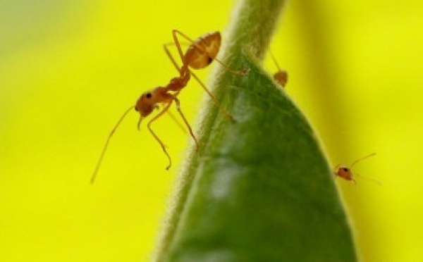 Et si les fourmis nous aidaient à prédire les séismes ?