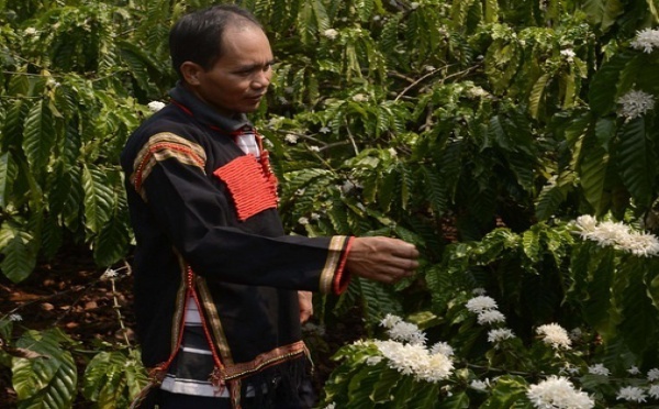 Les planteurs de café vietnamiens hi-tech à l’assaut du marché mondial