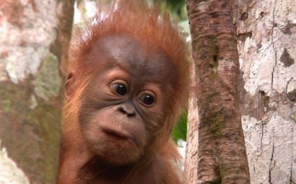 La forêt des orangs-outans en Indonésie menacée