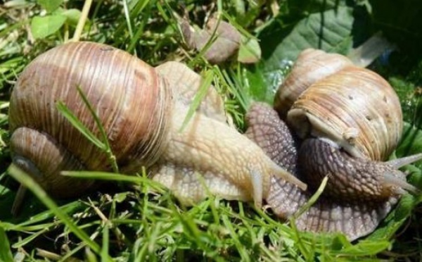 L'escargot de Pologne à la conquête des tables européennes