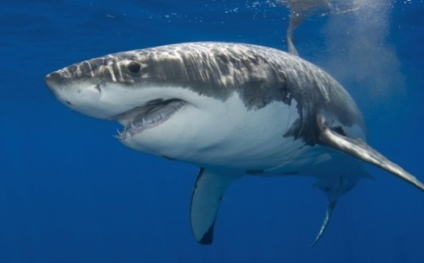 Le grand requin blanc fait le plein de lipides avant de voyager