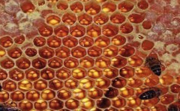 Comment les alvéoles des abeilles deviennent des hexagones