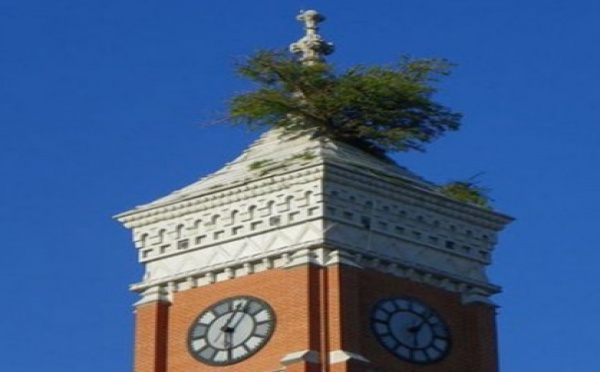 Insolite : Un arbre sur le toit du Palais de justice