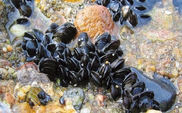 Les moules, des animaux très attachants