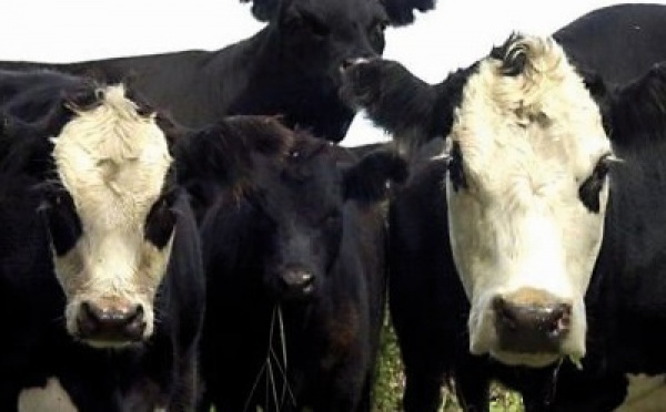 En Argentine, un stérilet pour augmenter la production de viande bovine