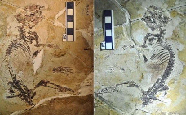 Un fossile de 160 millions d'années explique l'avènement des mammifères